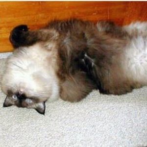 Meet your Posher, Clarice